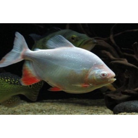 Colossoma bidens. Pacu Albino