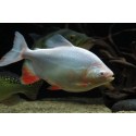 Colossoma bidens. Pacu Albino