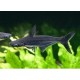 Pangasius sutchi