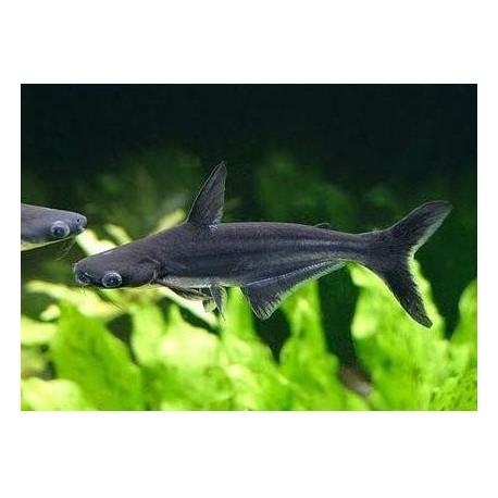 Pangasius sutchi