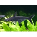 Pangasius sutchi
