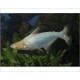 Pangasius sutchi albino