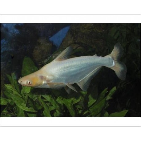 Pangasius sutchi albino