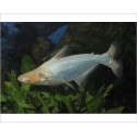 Pangasius sutchi albino