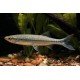 Luciosoma Setigerum