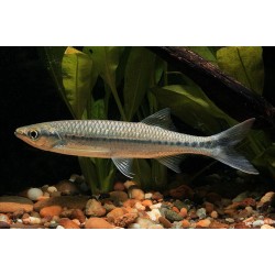 Luciosoma Setigerum