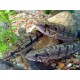 Hoplias malabaricus. Pez Lobo