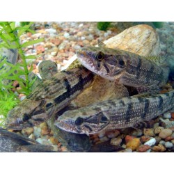 Hoplias malabaricus. Pez Lobo