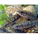 Hoplias malabaricus. Pez Lobo