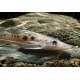 Platysilurus Mucosus
