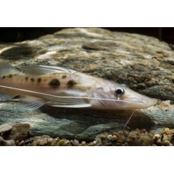 Platysilurus Mucosus