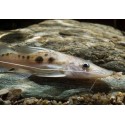 Platysilurus Mucosus