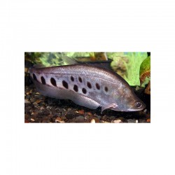 Notopterus Chitala