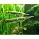 Lepisosteus Oculatus. Pez cocodrilo