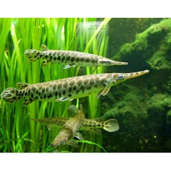 Lepisosteus Oculatus. Pez cocodrilo