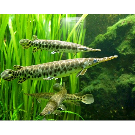 Lepisosteus Oculatus. Pez cocodrilo
