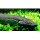 Protopterus Annectens. Pez Pulmon