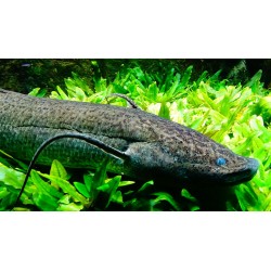Protopterus Annectens. Pez Pulmon