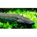 Protopterus Annectens. Pez Pulmon