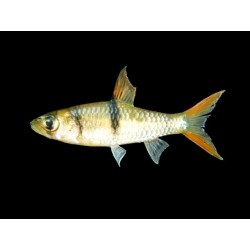 Hampala Macrolepidota