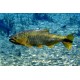 Salminus brasiliensis Golden Dorado