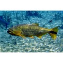 Salminus brasiliensis Golden Dorado