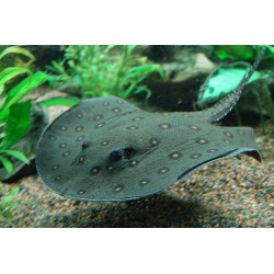 Potamotrygon motoro. Raya