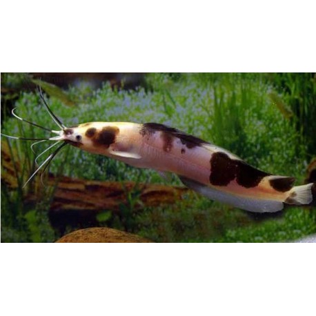 Clarias batrachus. Clarias Marmol