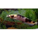 Clarias batrachus. Clarias Marmol