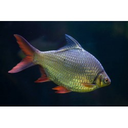 Barbonymus schwanenfeldii. Barbo hojalata