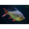 Barbonymus schwanenfeldii. Barbo hojalata