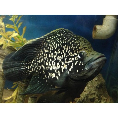 Paratilapia andapa