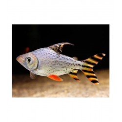 Semaprochilodus Taeniurus