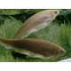 Xenomystus nigri