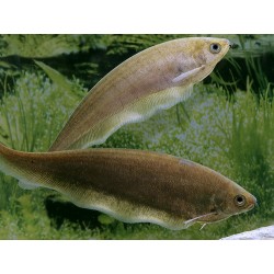 Xenomystus nigri. Pez cuchillo africano