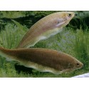Xenomystus nigri. Pez cuchillo africano