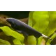 Apteronotus albifrons. Pez cuchillo fantasma