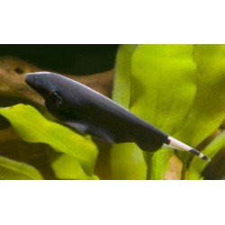 Apteronotus albifrons. Pez cuchillo fantasma