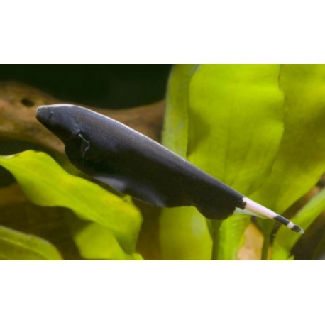 Apteronotus albifrons. Pez cuchillo fantasma
