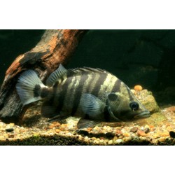 Datnioides polota
