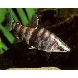 Abramites hypselonotus