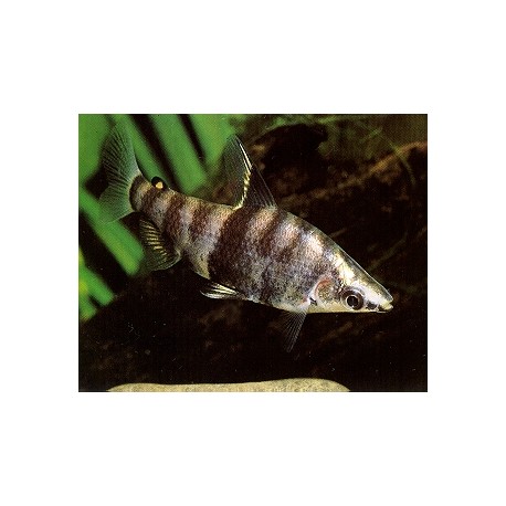 Abramites hypselonotus