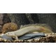 Polypterus Senegalus. Senegalensis
