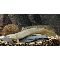 Polypterus Senegalus. Senegalensis