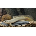 Polypterus Senegalus. Senegalensis