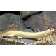 Polypterus Senegalus Albino. Senegalensis