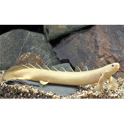 Polypterus Senegalus Albino. Senegalensis