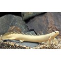 Polypterus Senegalus Albino. Senegalensis