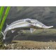 Acipenser Ruthenus. Esturion esterlete enano