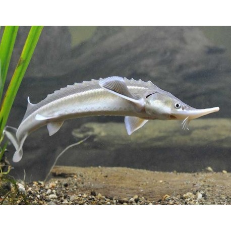 Acipenser Ruthenus. Esturion esterlete enano